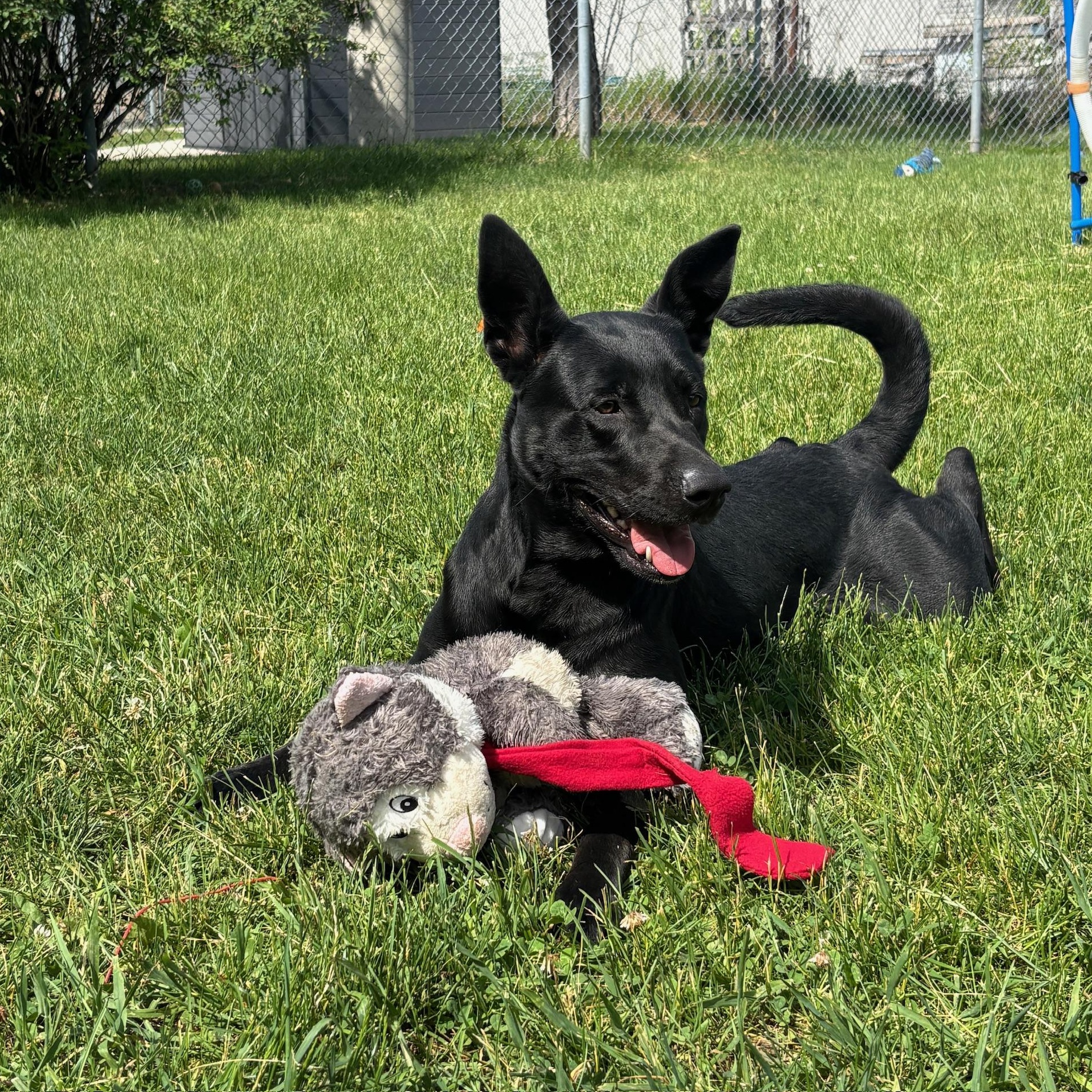 Enlarge Scarlett, an adoptable mixed breed in Mississauga, ON image 2/6
