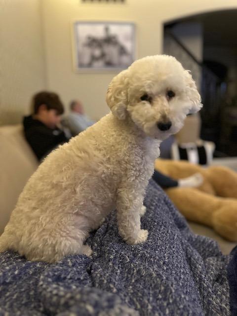 Enlarge Como, a Adoptable Poodle in West Bloomfield, MI image 1/5