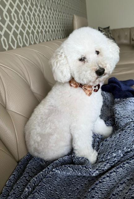 Enlarge Como, a Adoptable Poodle in West Bloomfield, MI image 2/5