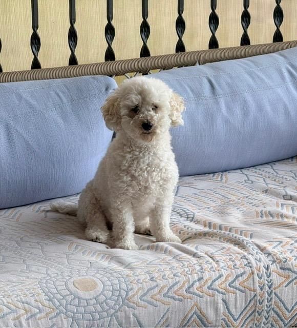Enlarge Como, a Adoptable Poodle in West Bloomfield, MI image 3/5