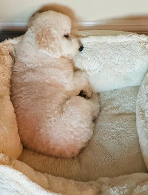 Enlarge Como, a Adoptable Poodle in West Bloomfield, MI image 4/5