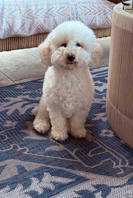 Enlarge Como, a Adoptable Poodle in West Bloomfield, MI image 5/5