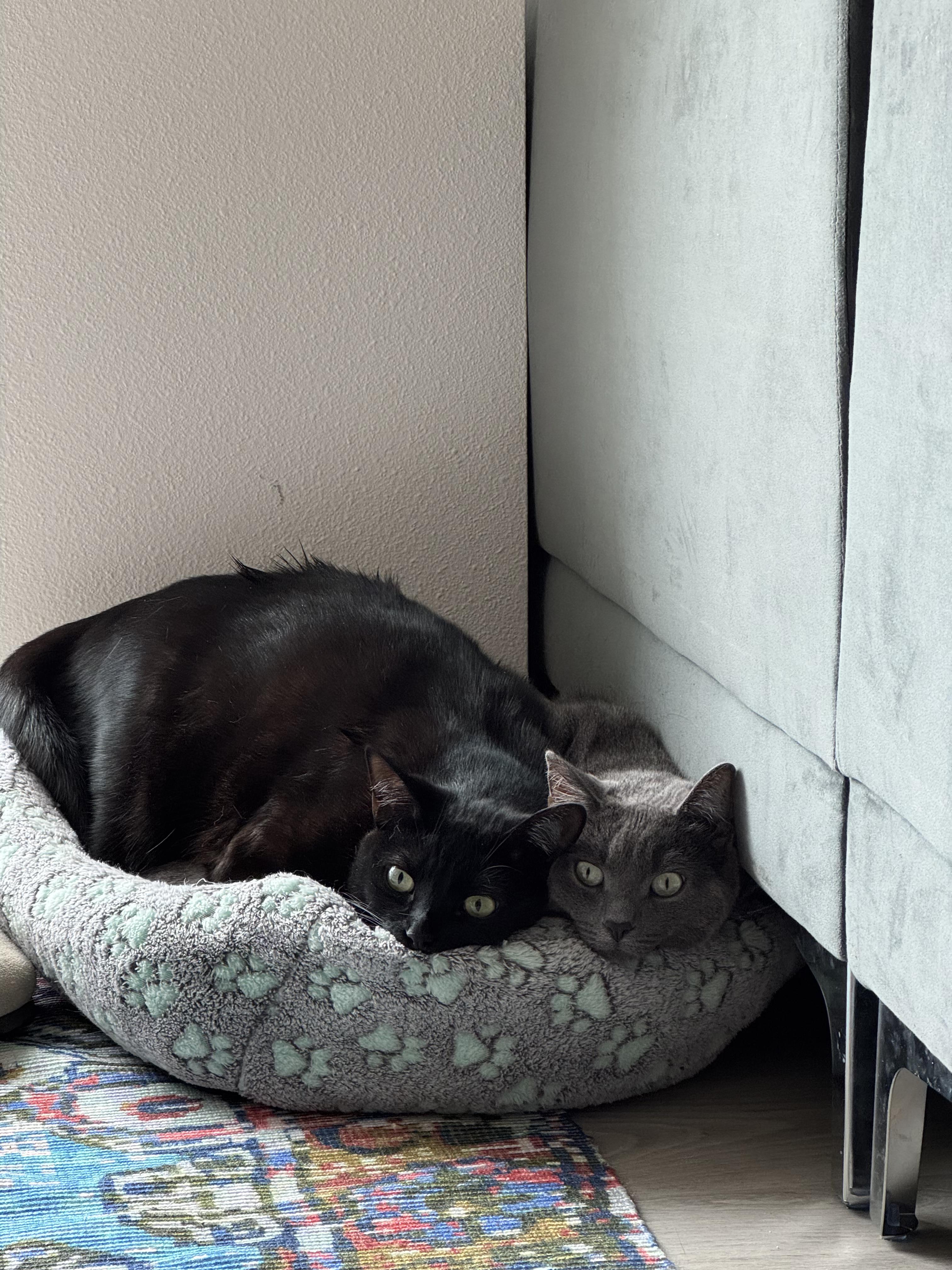 Enlarge Bondi and Ada, a ADOPTABLE Domestic Short Hair in Calabasas, CA image 2/3