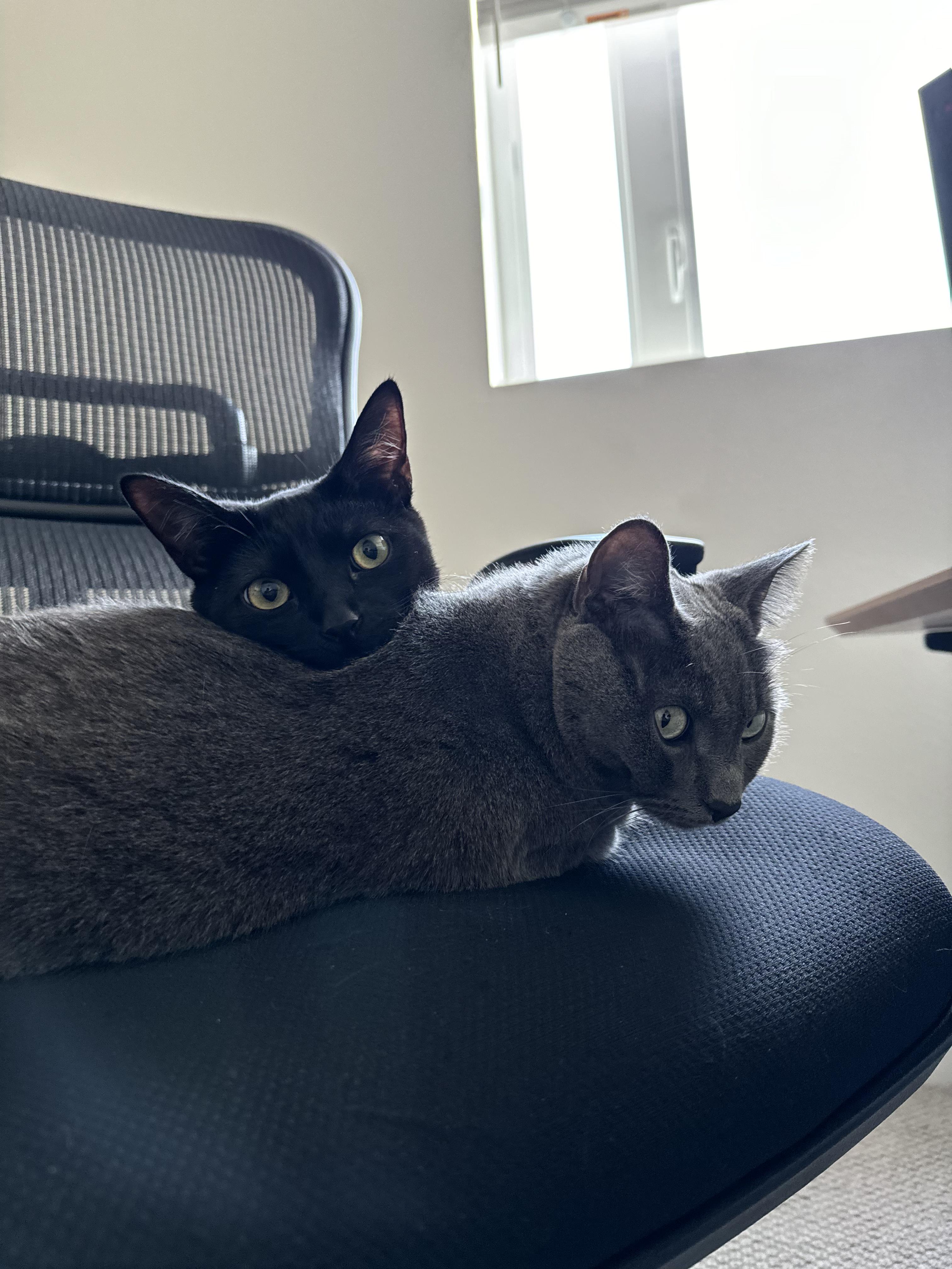Bondi and Ada, ADOPTABLE, Young Male Domestic Short Hair.