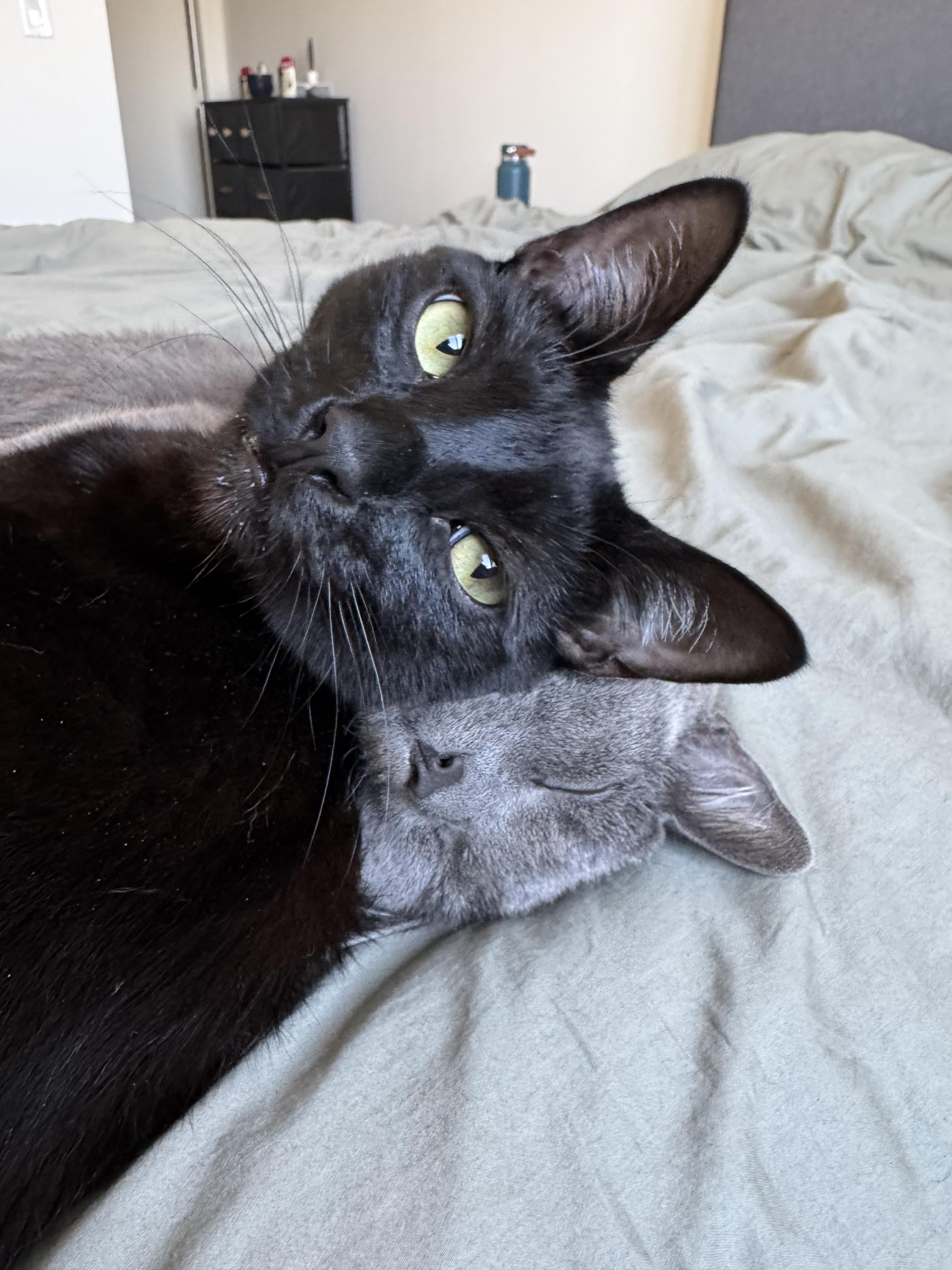 Enlarge Bondi and Ada, a ADOPTABLE Domestic Short Hair in Calabasas, CA image 3/3