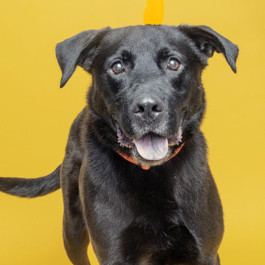 Wallen, Adoptable, Senior Male Mixed Breed.