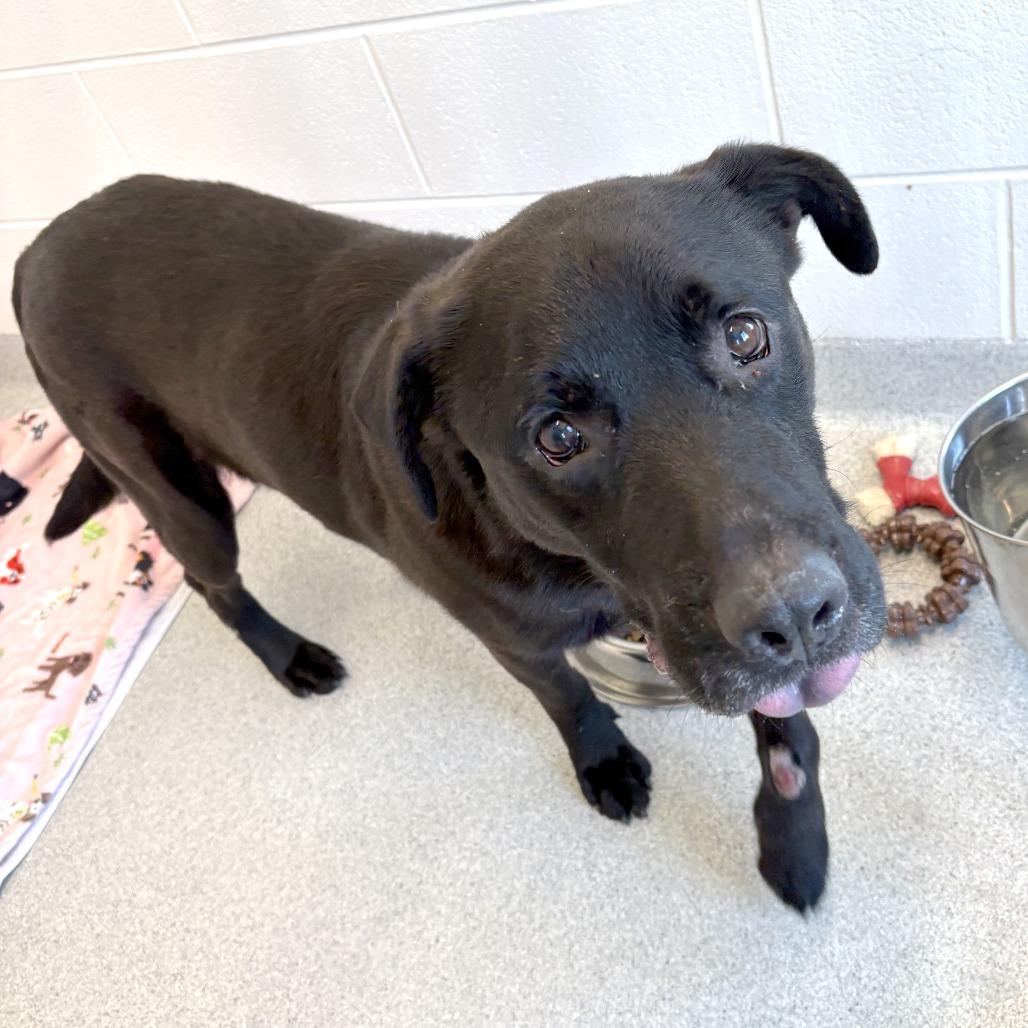 Enlarge Wallen, a Adoptable Mixed Breed in Franklin, TN image 2/3