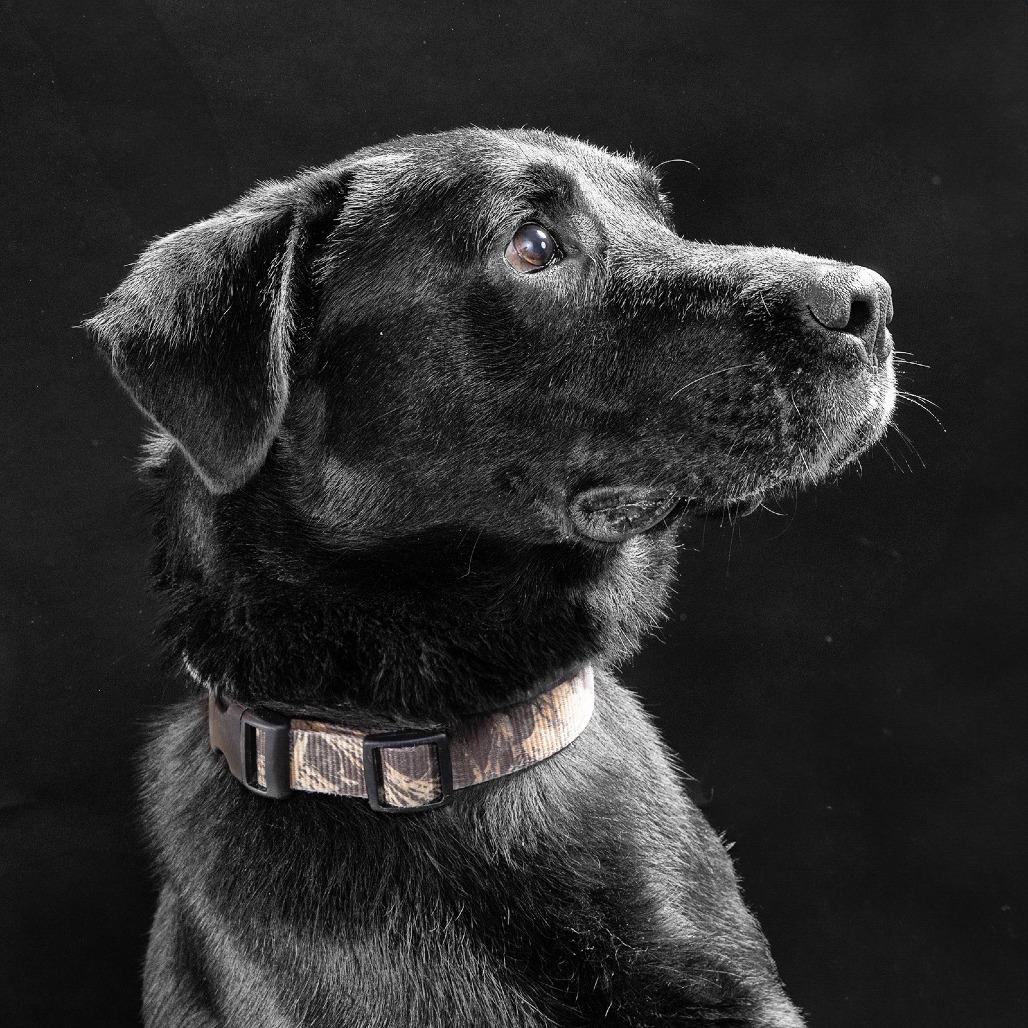 Enlarge Wallen, a Adoptable Mixed Breed in Franklin, TN image 3/4