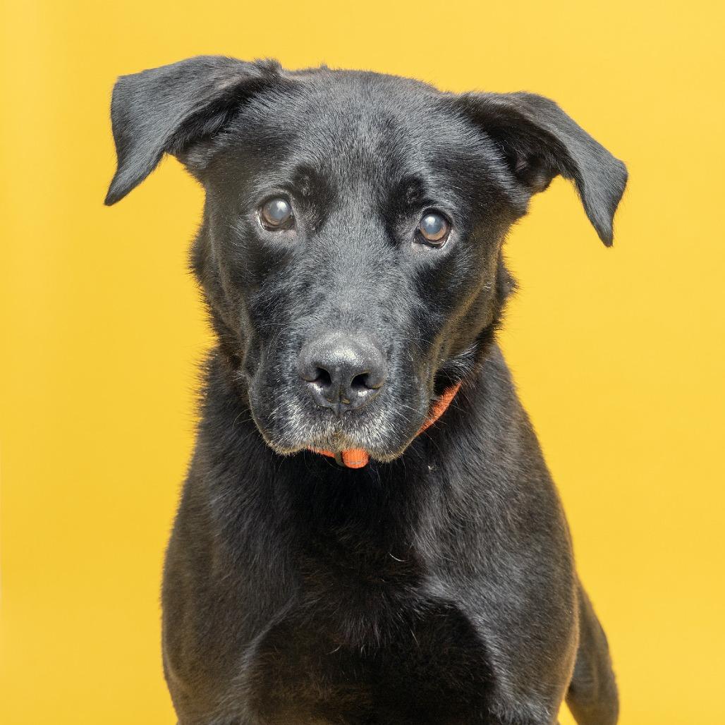 Enlarge Wallen, a Adoptable Mixed Breed in Franklin, TN image 3/3