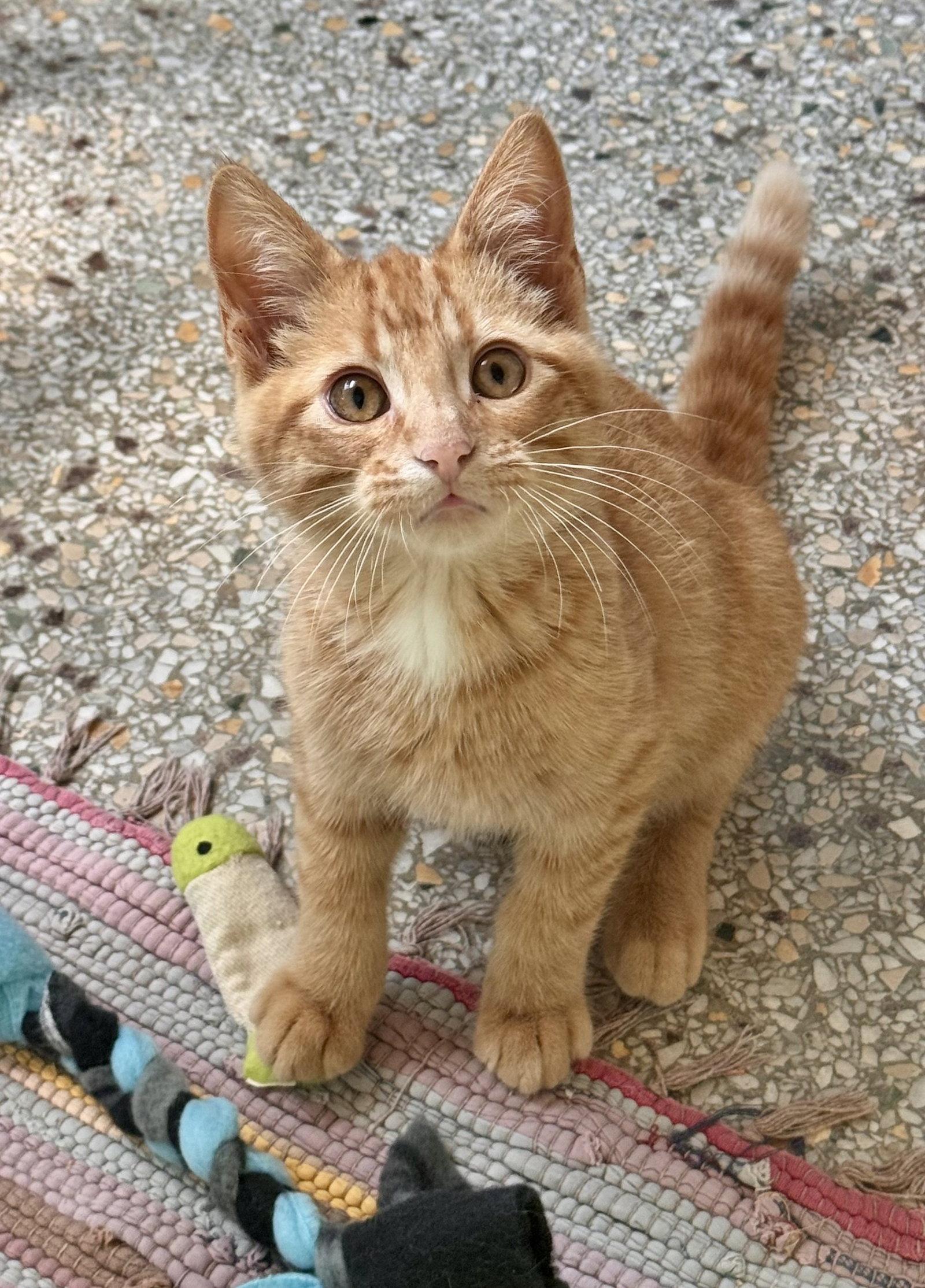 Roy (Available 8/7/26), Adoptable, Young Male Domestic Short Hair.