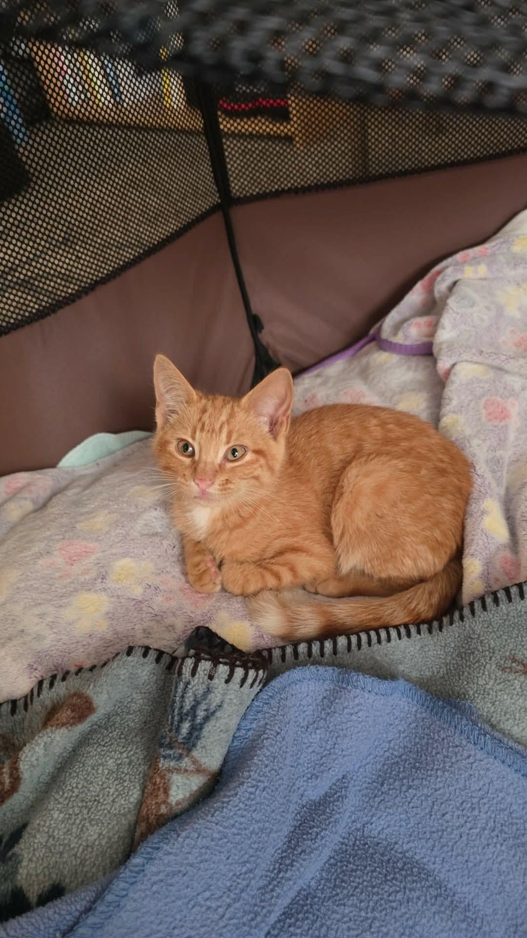Enlarge Roy (Available 8/7/26), a Adoptable Domestic Short Hair in Williamsburg, IA image 2/3