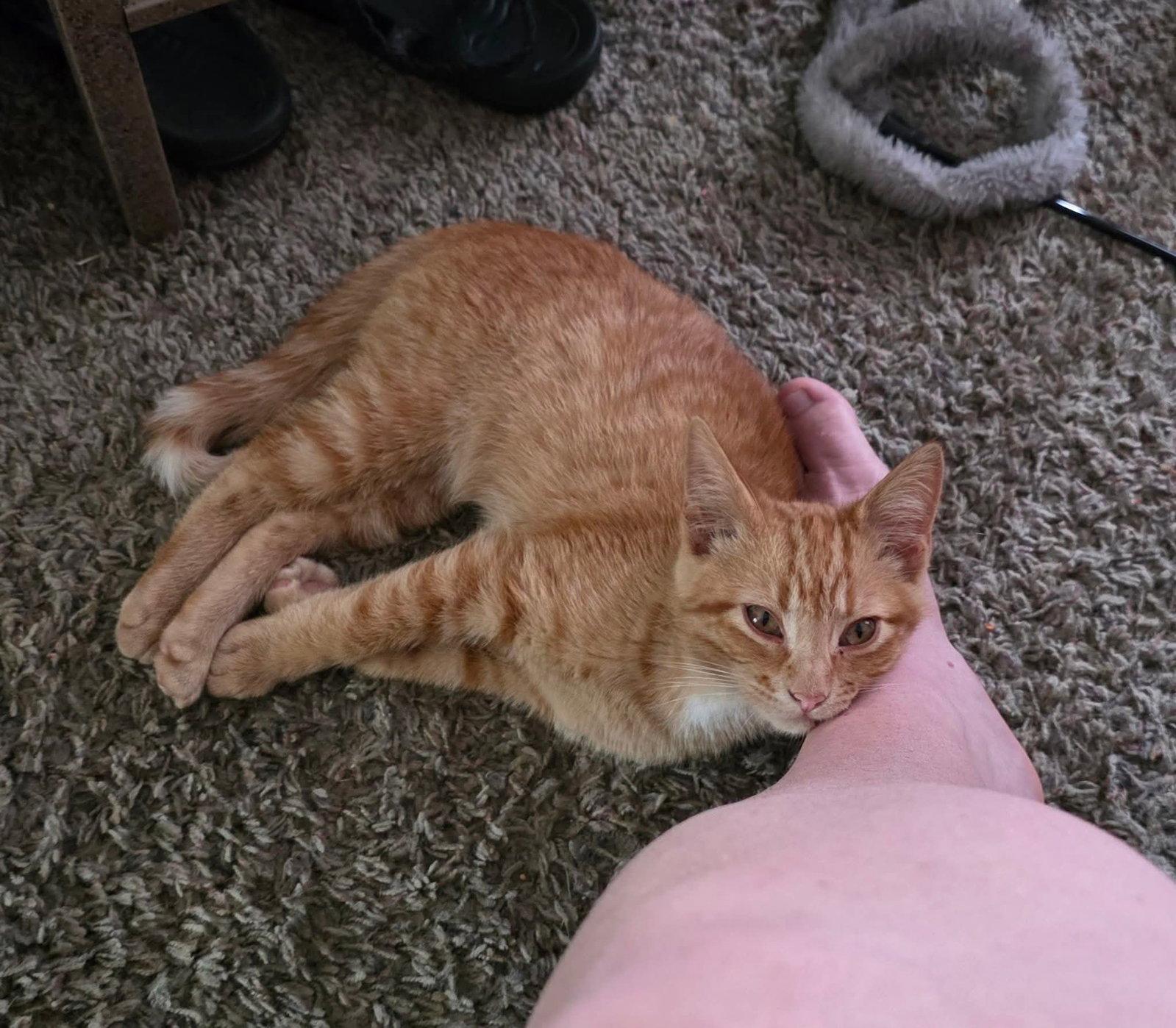 Enlarge Roy (Available 8/7/26), a Adoptable Domestic Short Hair in Williamsburg, IA image 3/3