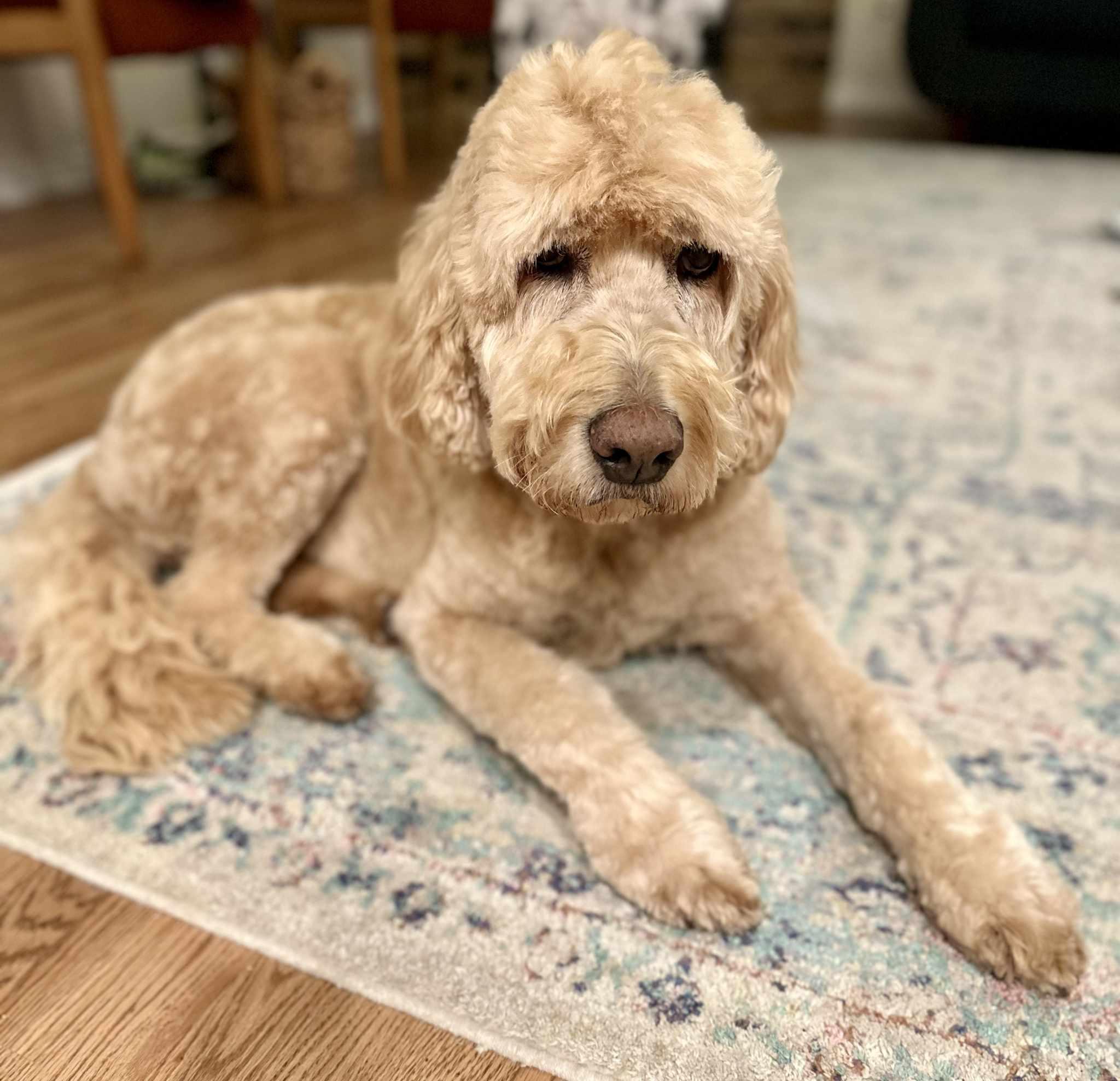 Ellie, Adoptable, Senior Female Goldendoodle.