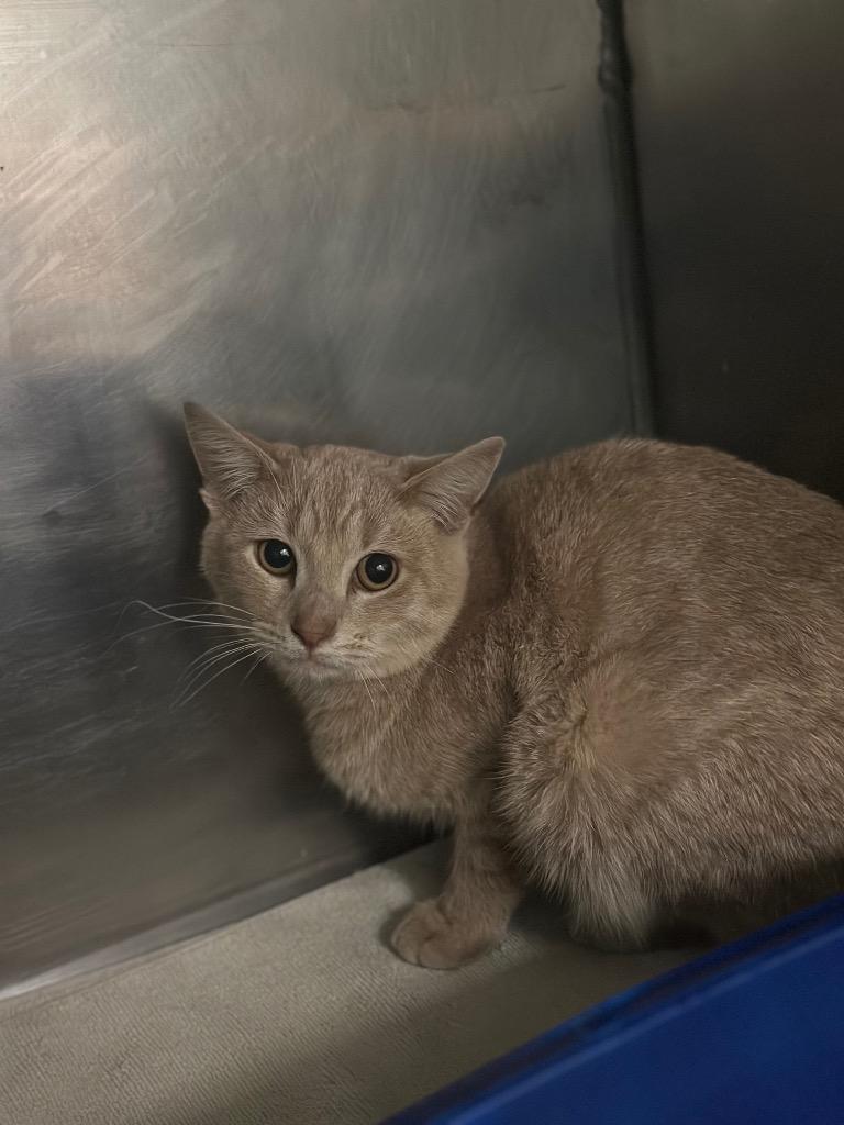 Spider, Adoptable, Young Male Domestic Short Hair.