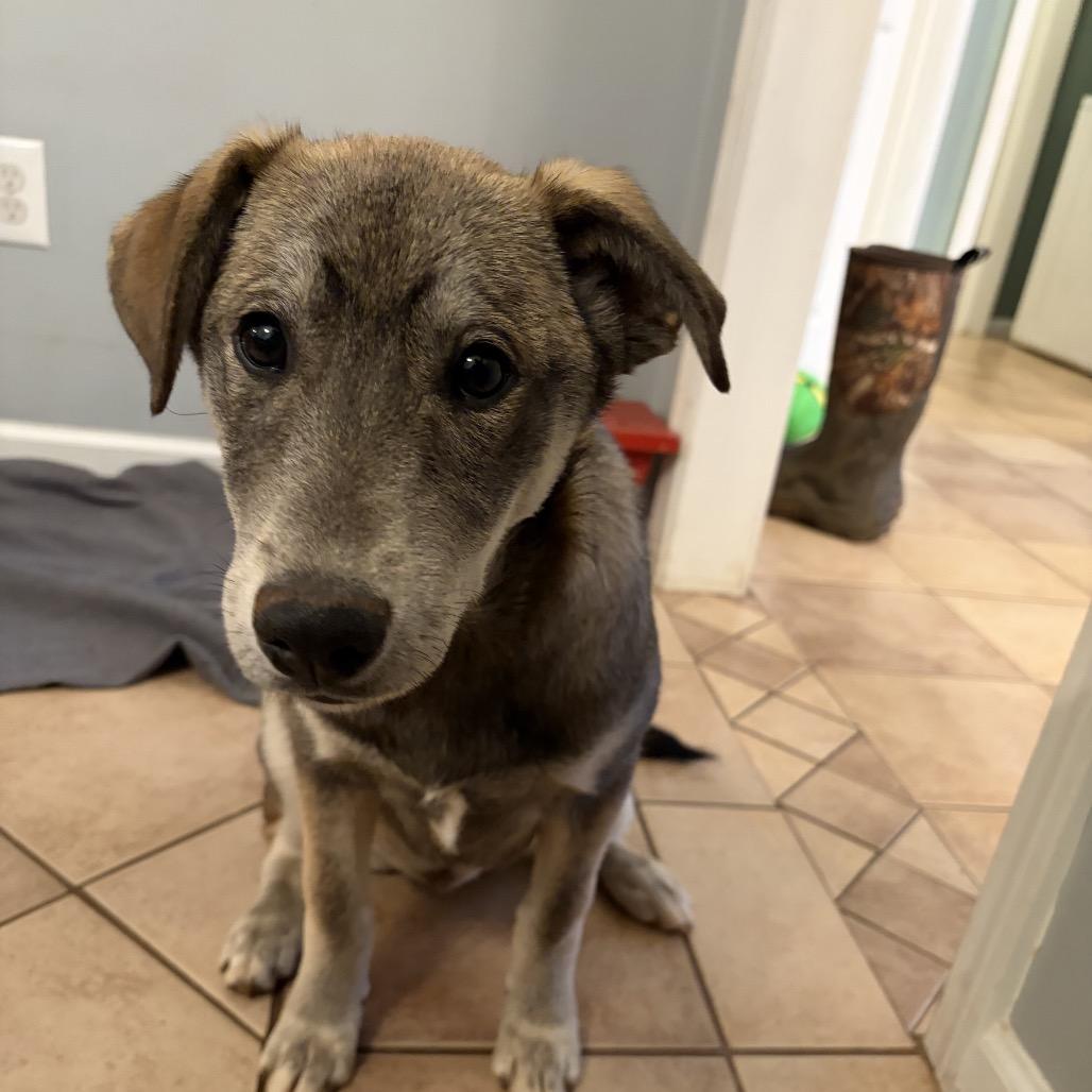 Lilo, Adoptable, Puppy Female Labrador Retriever & Siberian Husky.