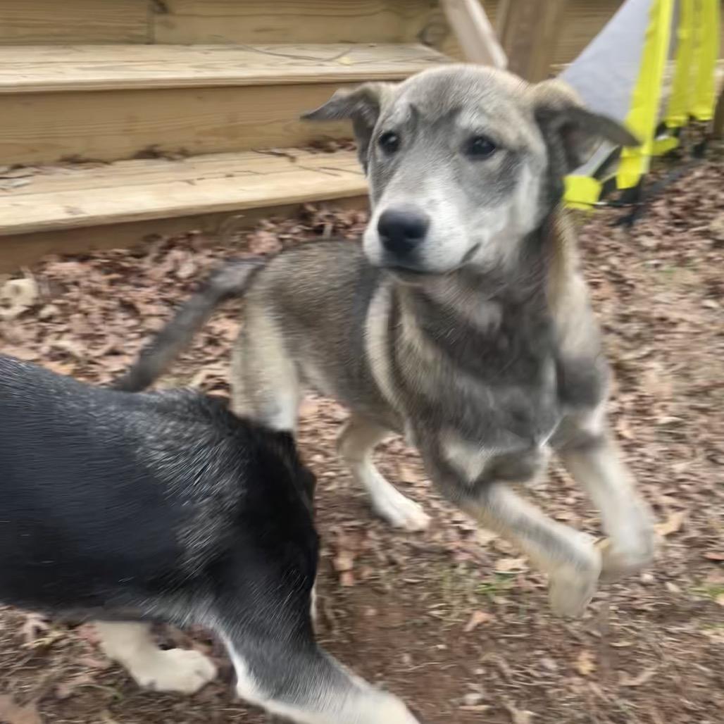 Enlarge Lilo, a Adoptable mixed breed in Fayetteville, GA image 2/6