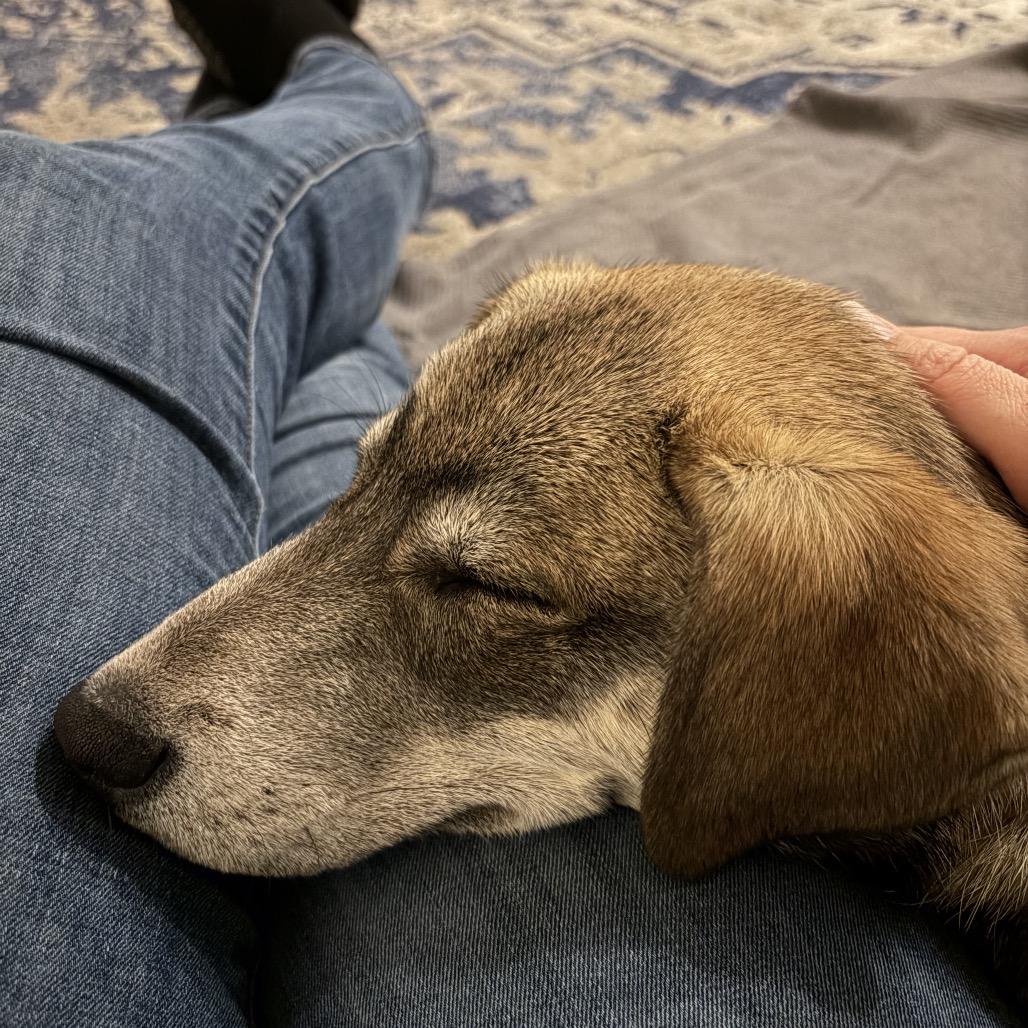 Enlarge Lilo, a Adoptable mixed breed in Fayetteville, GA image 3/6