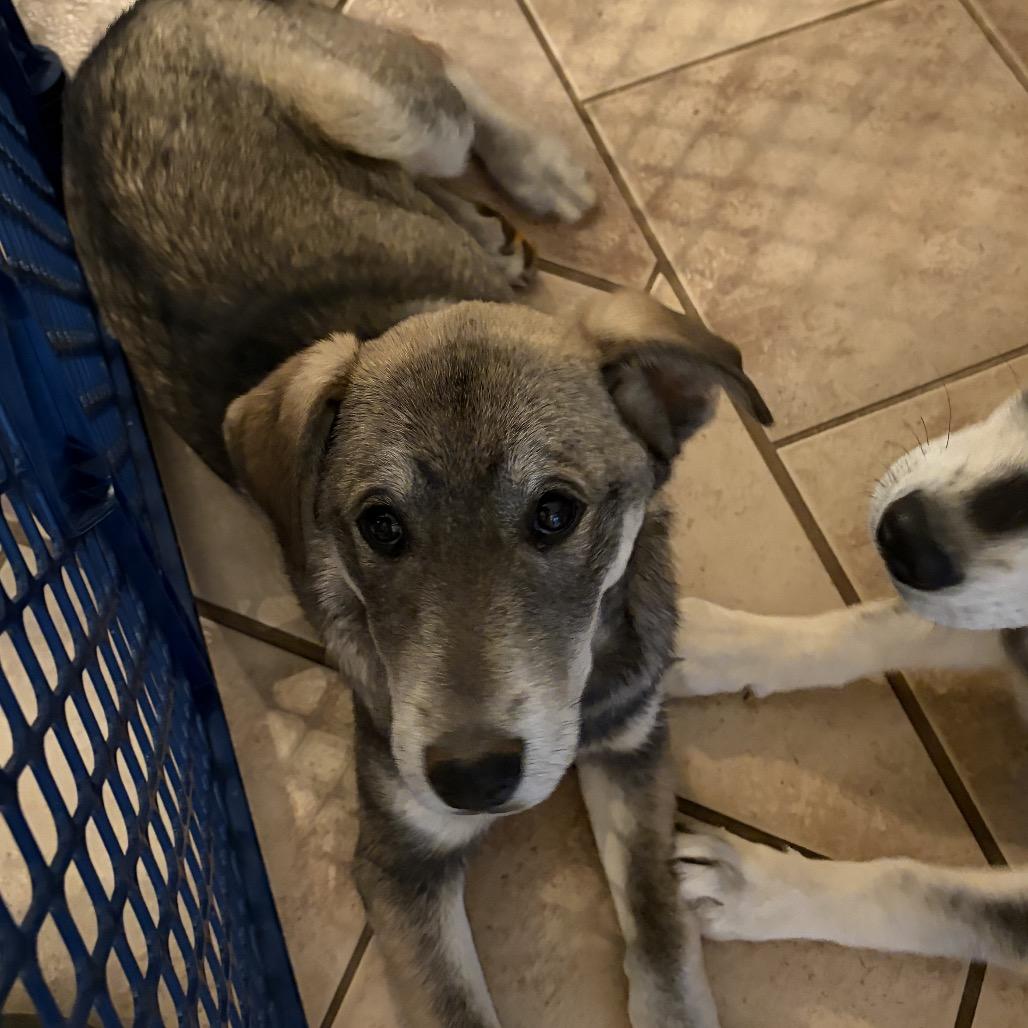 Enlarge Lilo, a Adoptable mixed breed in Fayetteville, GA image 5/6