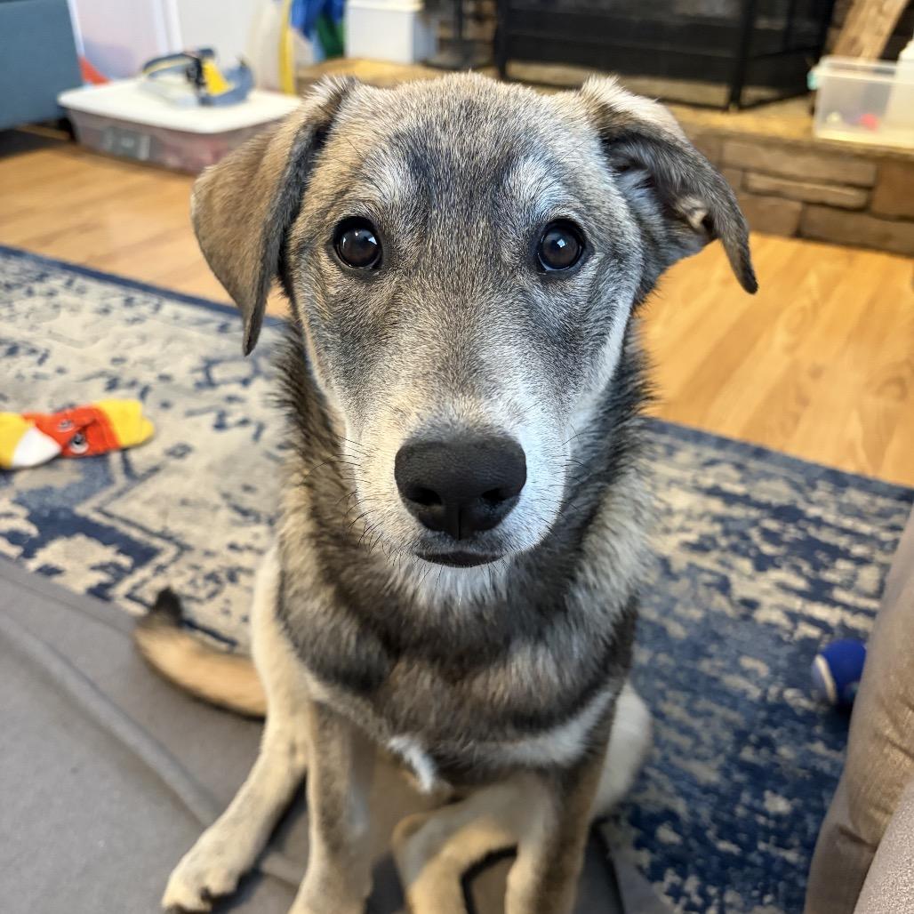 Enlarge Lilo, a Adoptable mixed breed in Fayetteville, GA image 6/6