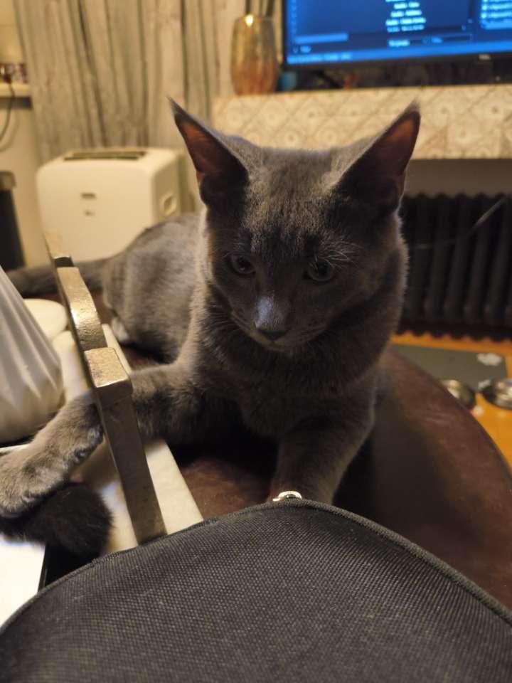 Enlarge Ash, a Adopted mixed breed in Somerset, NJ image 2/2