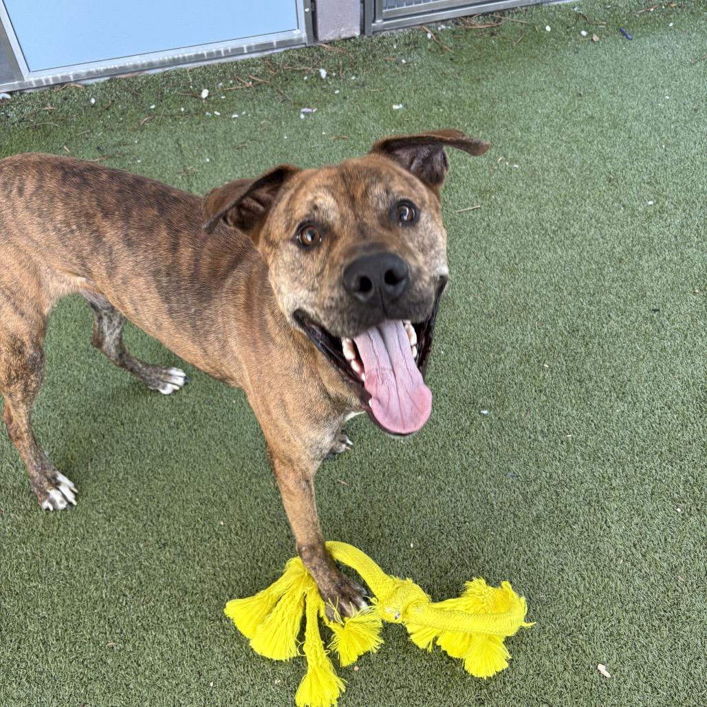 Enlarge Dewey, a Adoptable mixed breed in Phoenix, AZ image 1/6