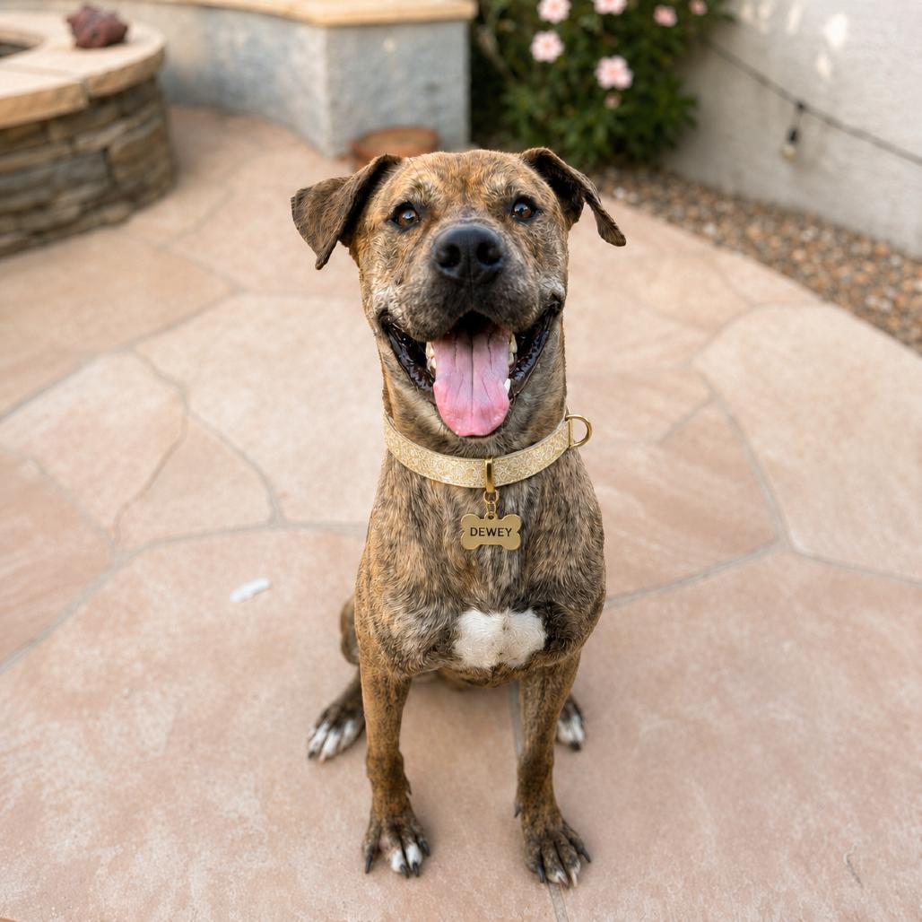Dewey, Adoptable, Adult Male Plott Hound & Boxer.