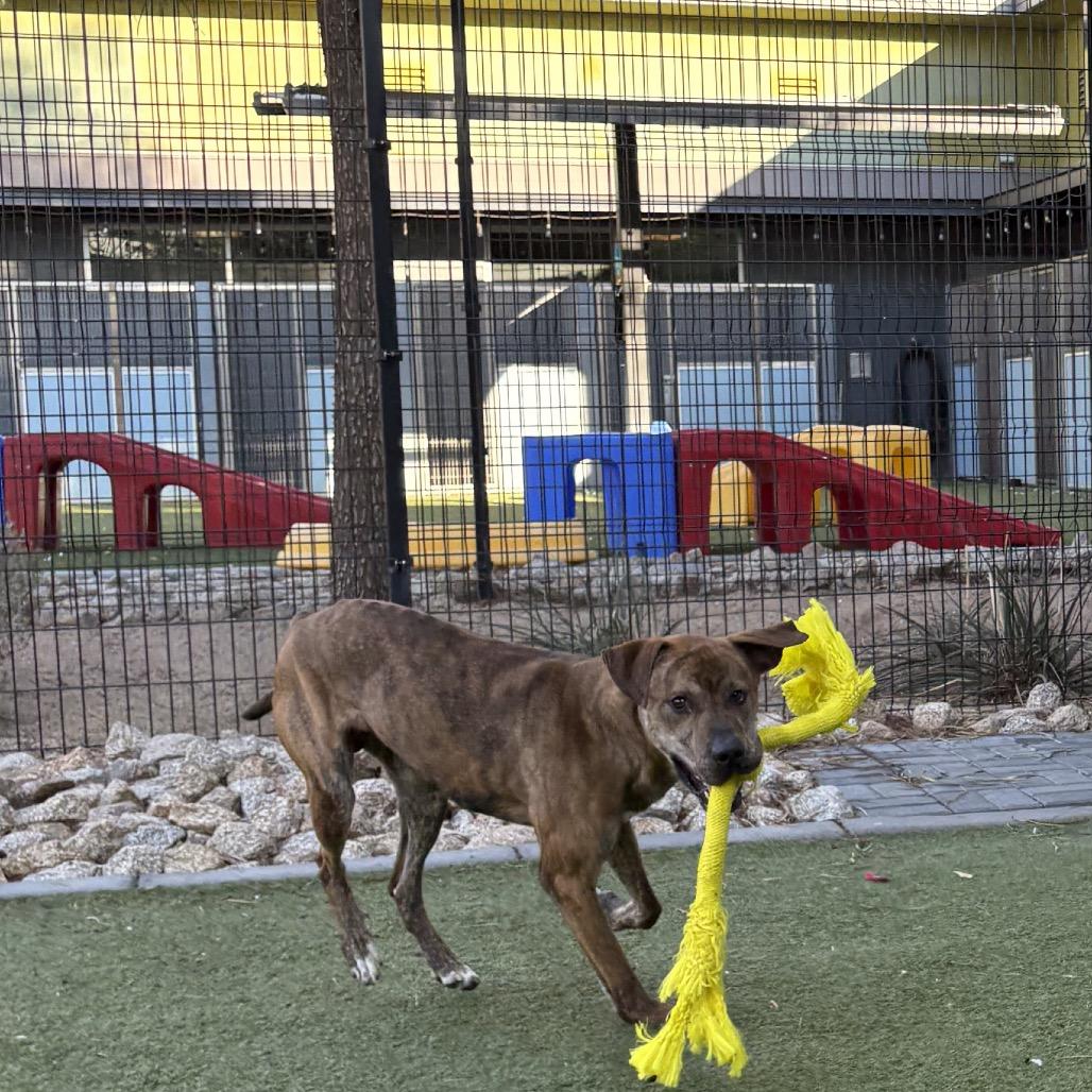 Enlarge Dewey, a Adoptable mixed breed in Phoenix, AZ image 2/6