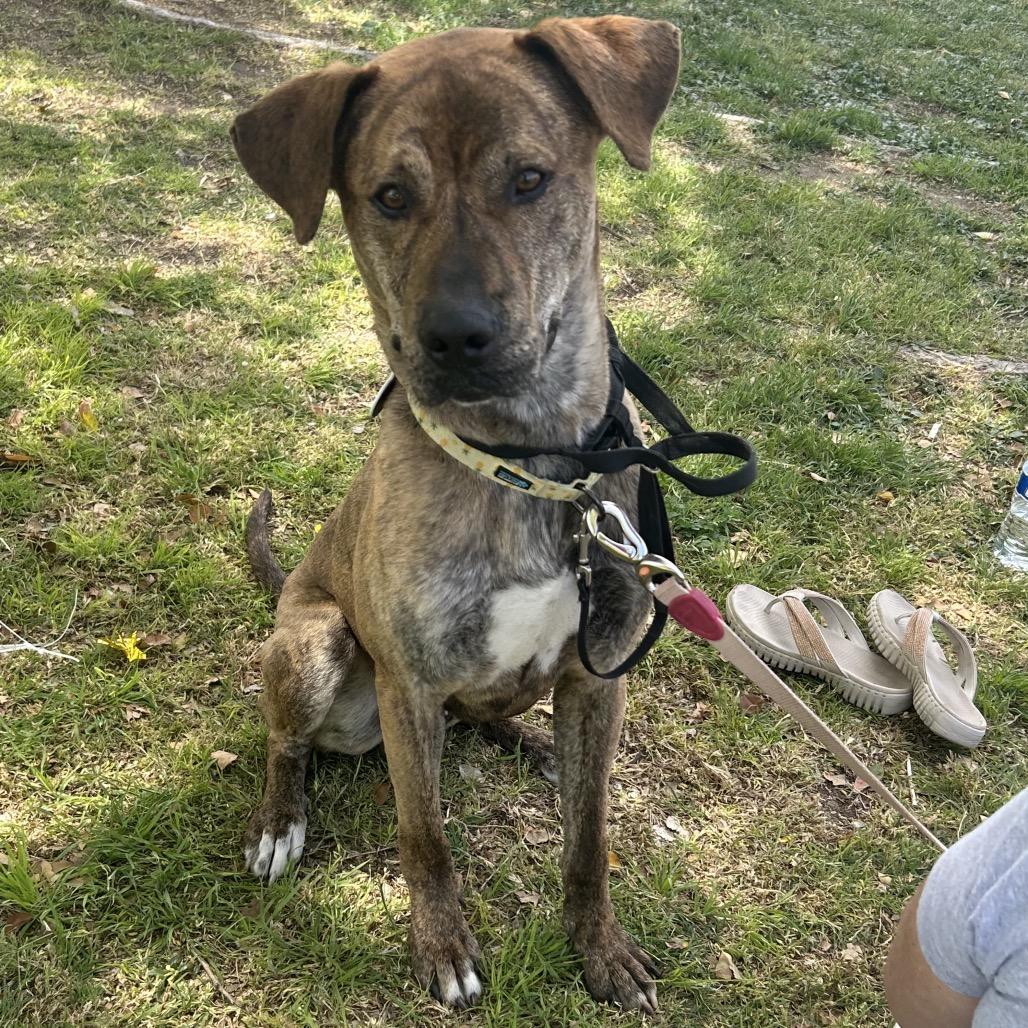 Enlarge Dewey, a Adoptable mixed breed in Phoenix, AZ image 3/6