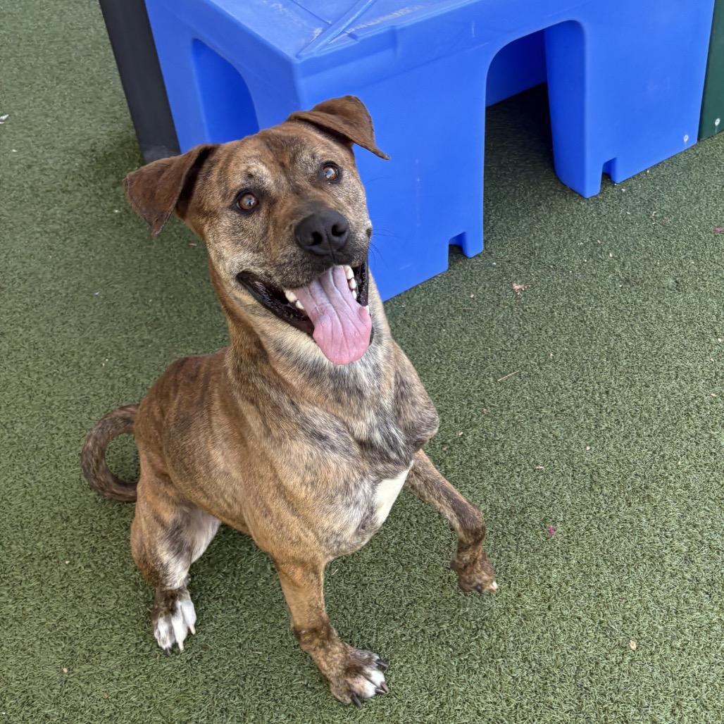 Enlarge Dewey, a Adoptable mixed breed in Phoenix, AZ image 4/6