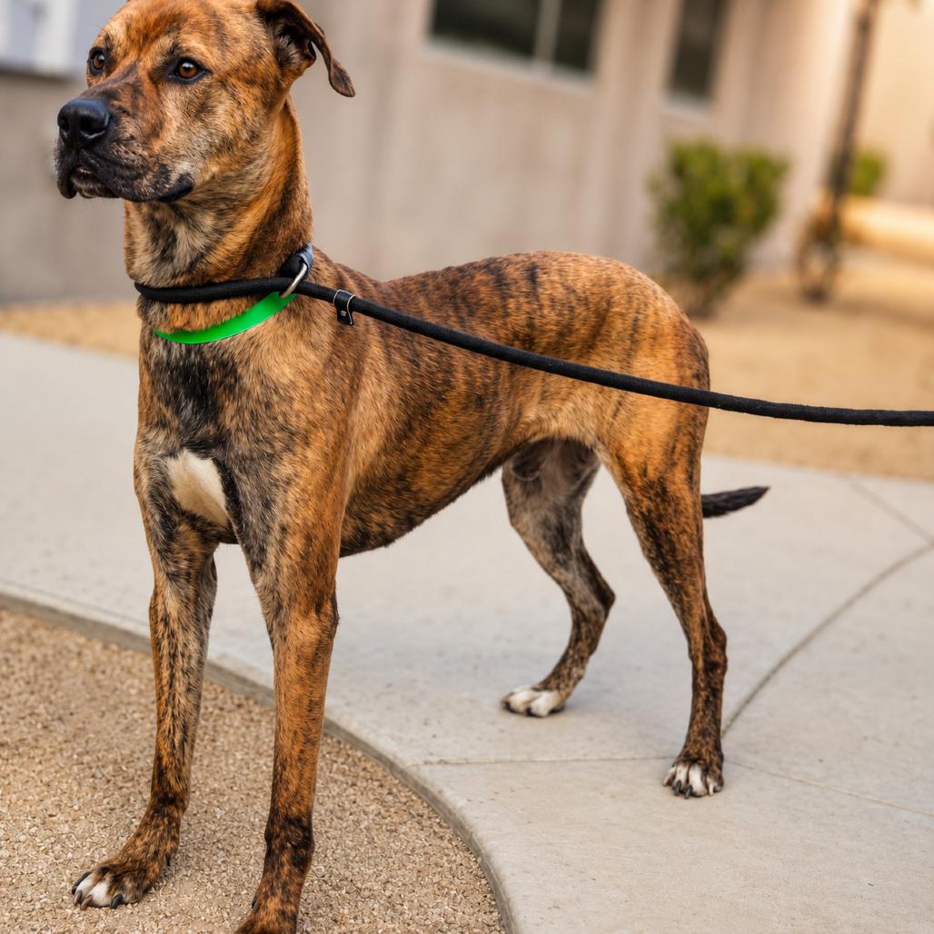 Enlarge Dewey, a Adoptable mixed breed in Phoenix, AZ image 2/6