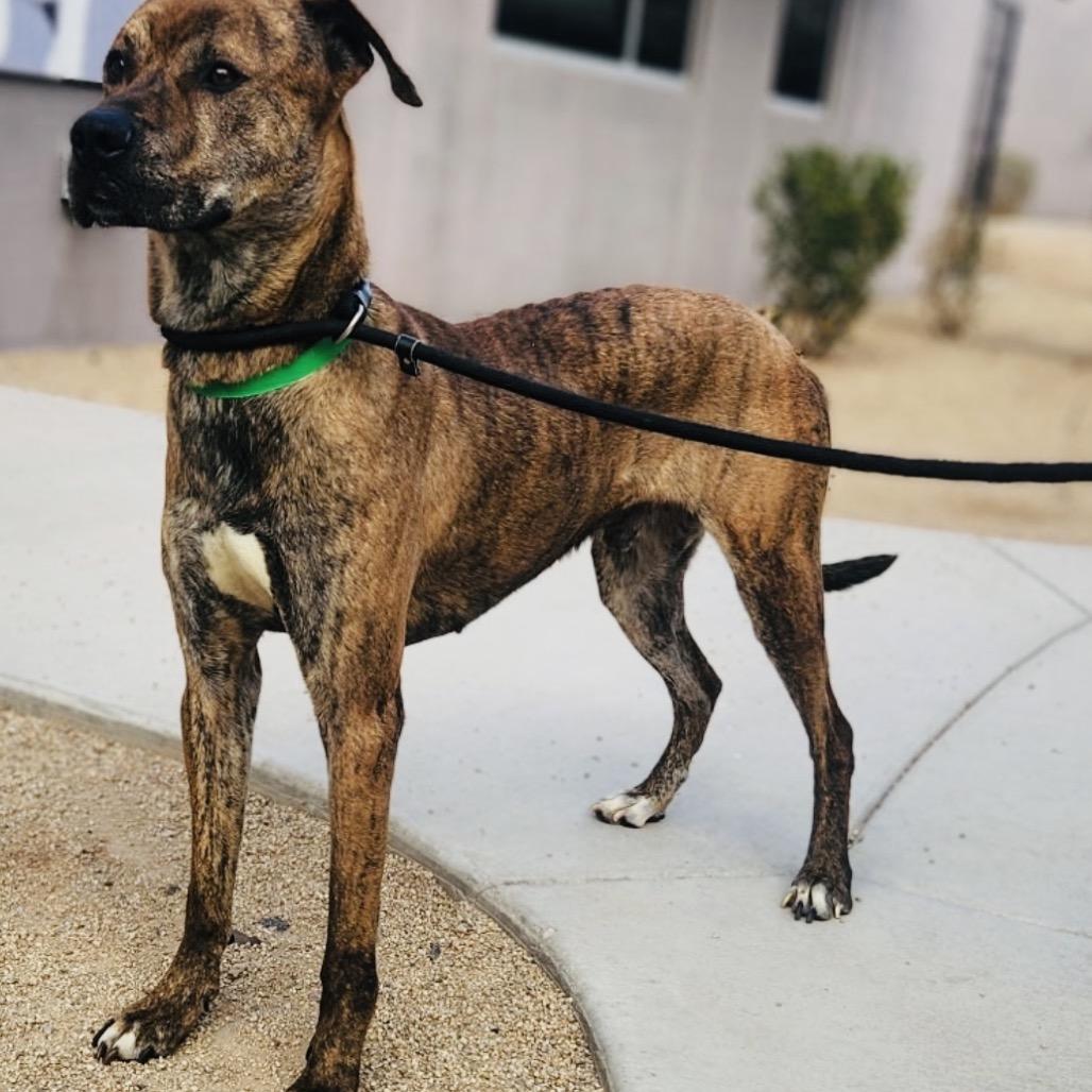 Enlarge Dewey, a Adoptable mixed breed in Phoenix, AZ image 5/6