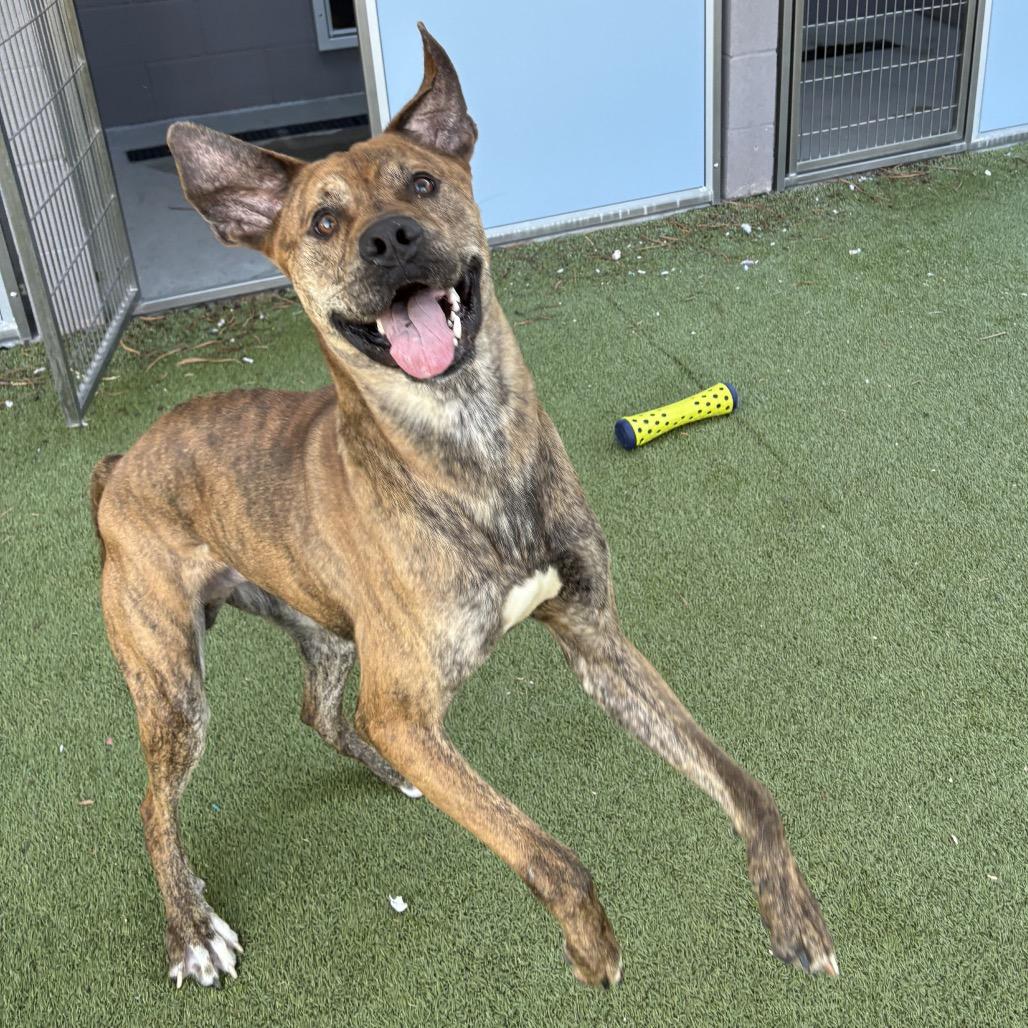 Enlarge Dewey, a Adoptable mixed breed in Phoenix, AZ image 6/6