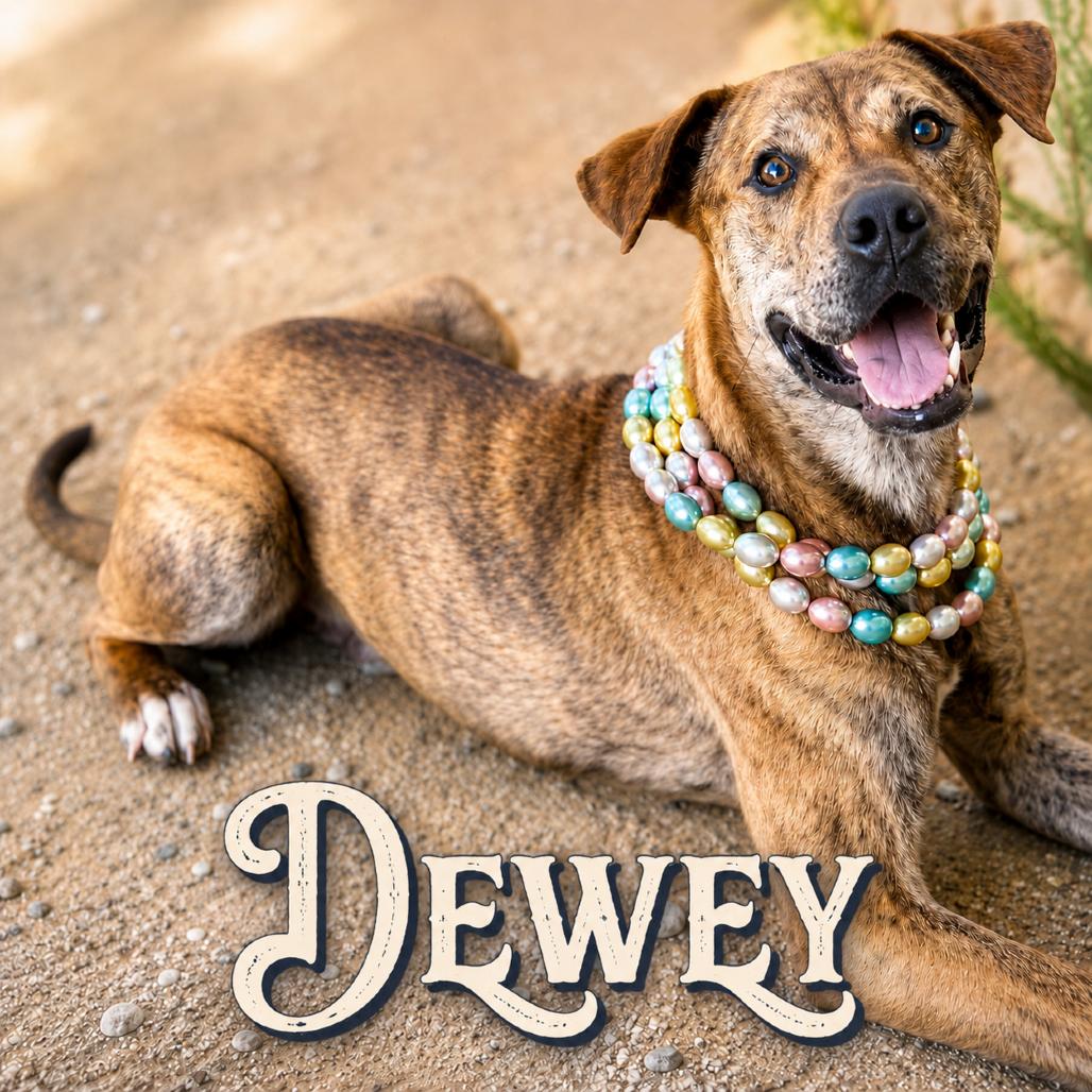 Enlarge Dewey, a Adoptable mixed breed in Phoenix, AZ image 3/6