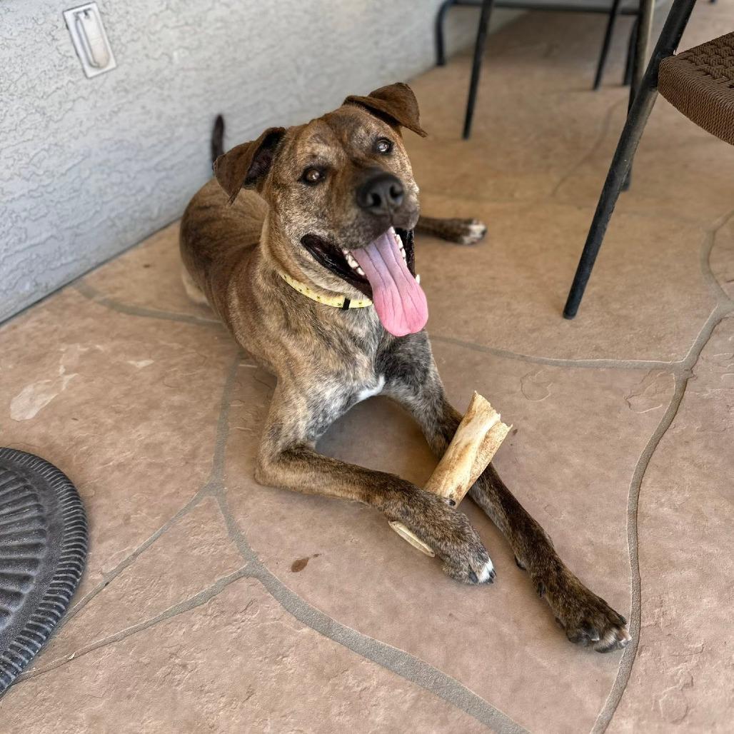 Enlarge Dewey, a Adoptable mixed breed in Phoenix, AZ image 4/6