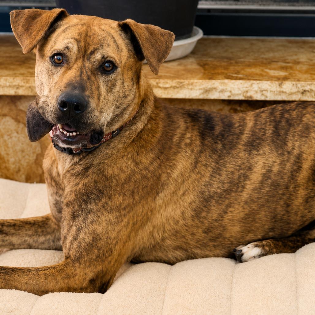 Enlarge Dewey, a Adoptable mixed breed in Phoenix, AZ image 5/6