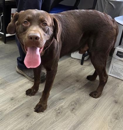 Bruno, Adoptable, Adult Male Labrador Retriever & Mixed Breed.