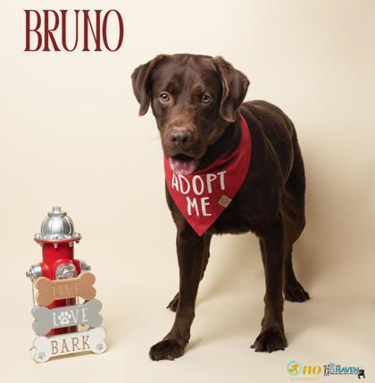 Enlarge Bruno, a Adoptable mixed breed in Fairhope, AL image 2/2