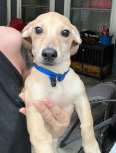 Blue Collar, ADOPTABLE, Puppy Male Dachshund.