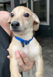 Enlarge Blue Collar, a ADOPTABLE mixed breed in Longwood, FL image 3/4