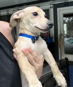 Enlarge Blue Collar, a ADOPTABLE mixed breed in Longwood, FL image 4/4