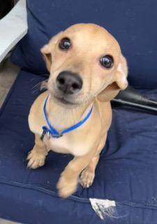 Enlarge Blue Collar, a ADOPTABLE mixed breed in Longwood, FL image 2/4