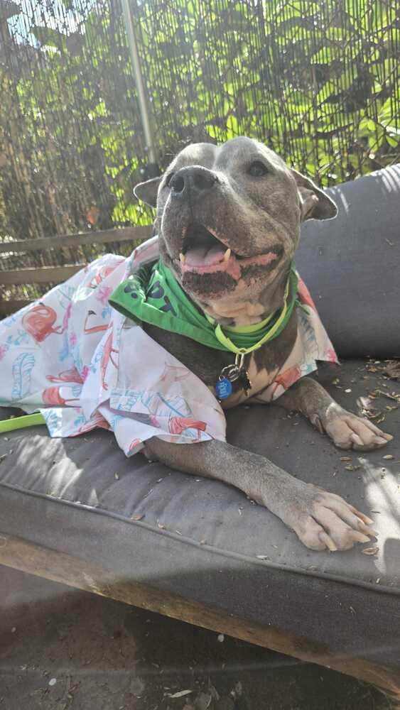 Enlarge Grandpa Blu, a Adoptable mixed breed in New York, NY image 1/6