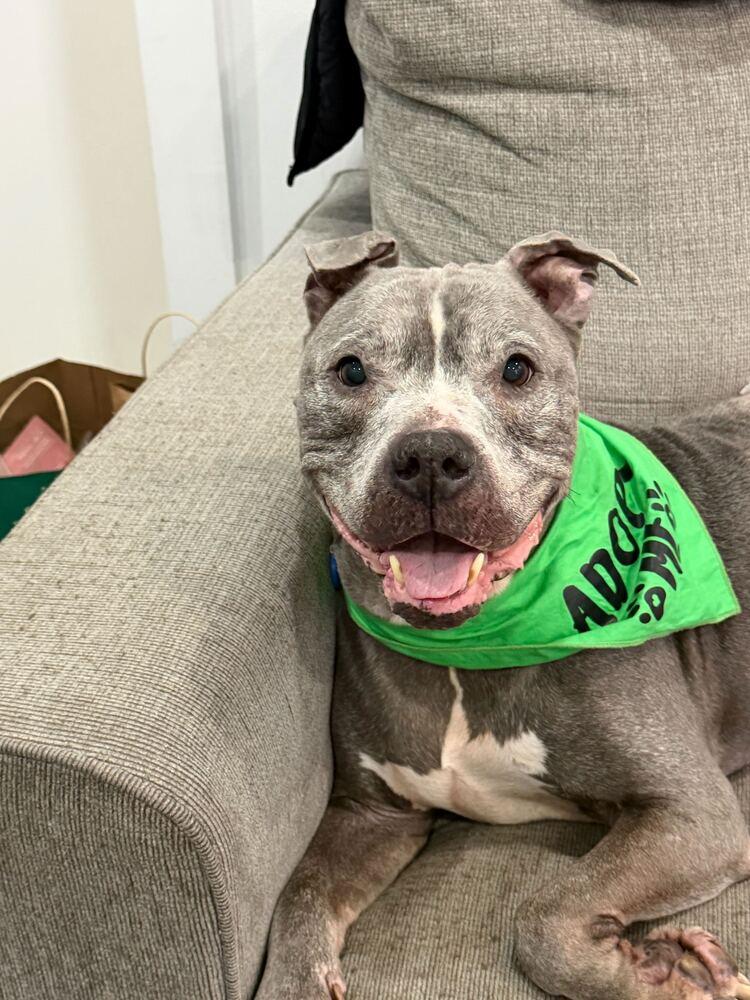 Enlarge Grandpa Blu, a Adoptable mixed breed in New York, NY image 2/6