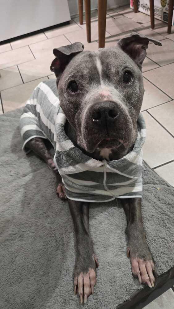 Enlarge Grandpa Blu, a Adoptable mixed breed in New York, NY image 3/6