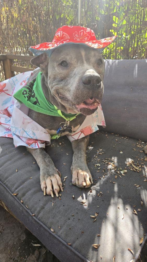 Enlarge Grandpa Blu, a Adoptable mixed breed in New York, NY image 4/6