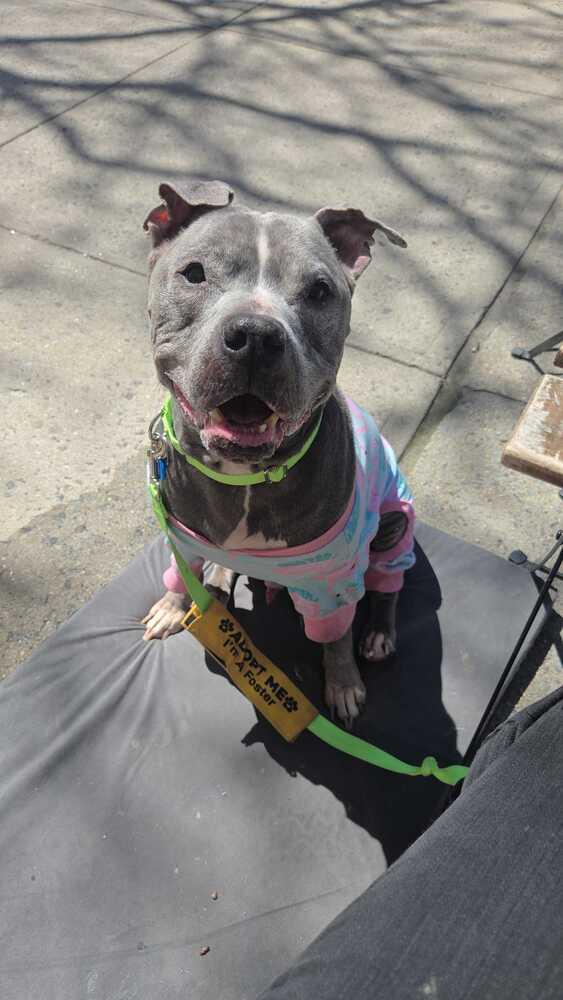 Enlarge Grandpa Blu, a Adoptable mixed breed in New York, NY image 5/6