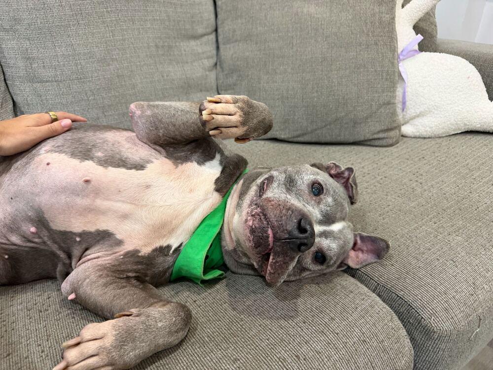 Enlarge Grandpa Blu, a Adoptable mixed breed in New York, NY image 6/6