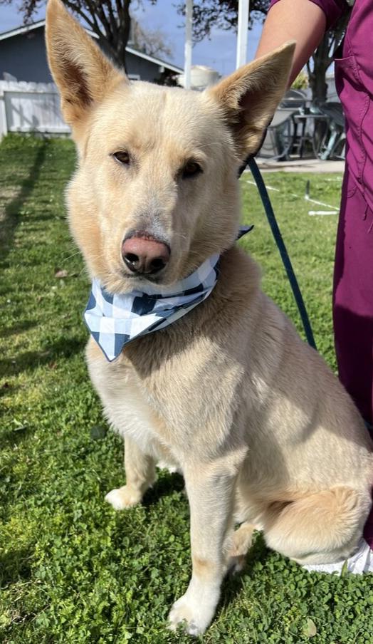 Enlarge Golden Eagle, a Adoptable mixed breed in Stockton, CA image 1/1