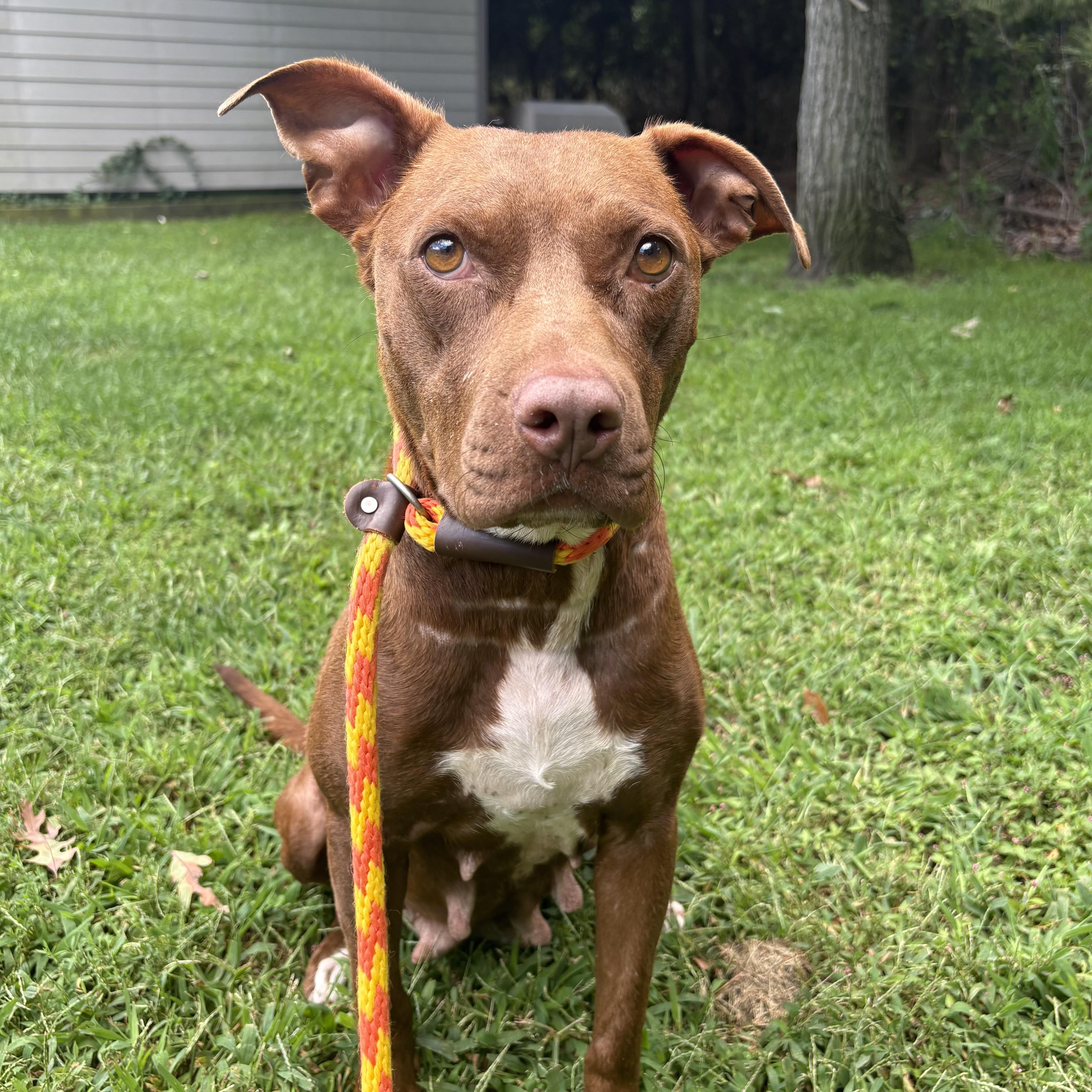 Enlarge Ruby Rose, a ADOPTABLE mixed breed in Eatontown, NJ image 2/6