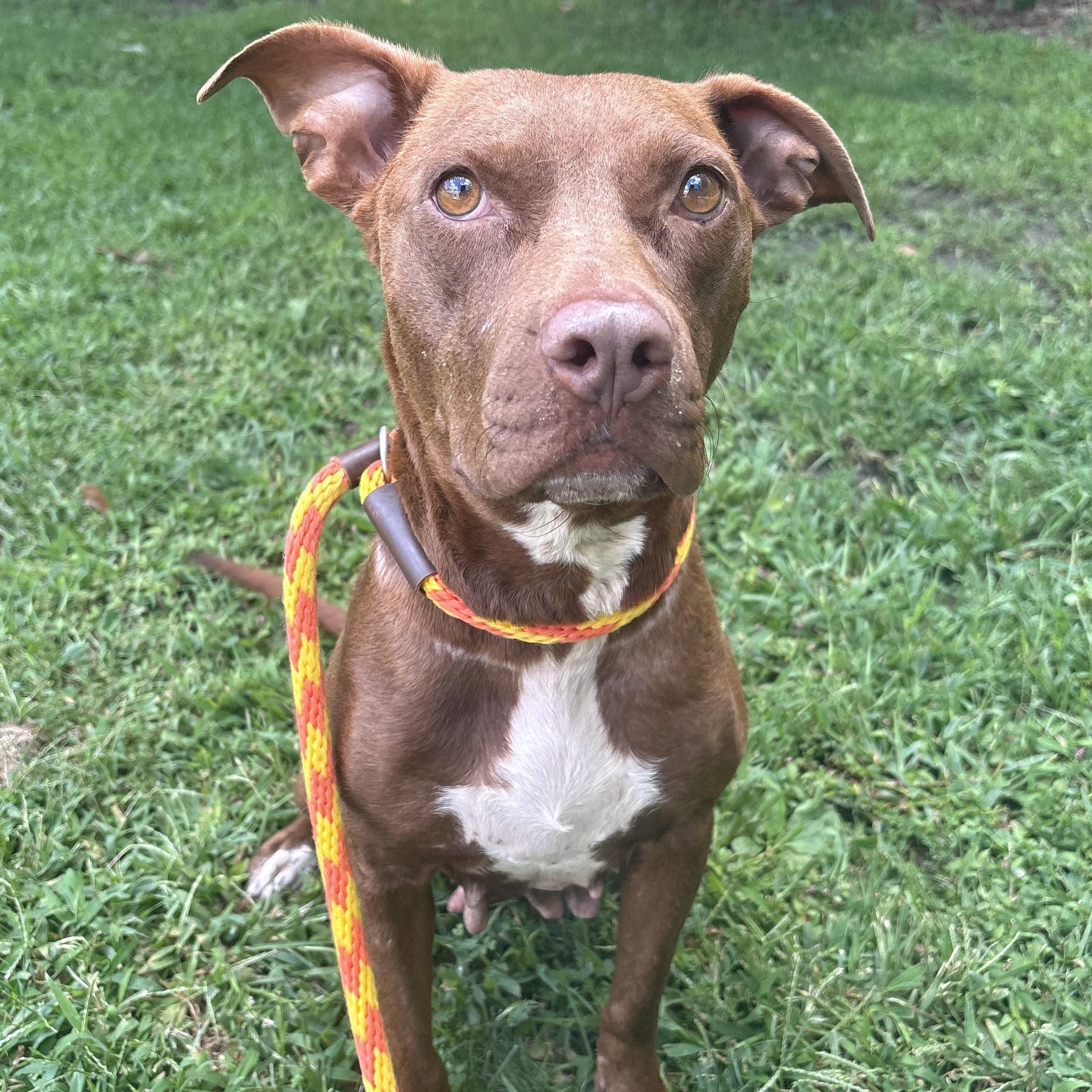 Ruby Rose, ADOPTABLE, Adult Female Hound.